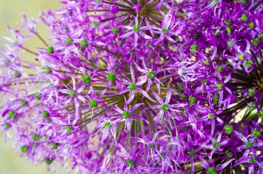 Frenk soğanları hem aşçılık hem de süs eşyaları için yetiştirilir; menekşe çiçekleri genellikle süslemeli kuru buketlerde kullanılır. Çiçekler de yenilebilir ve salatalarda kullanılıyor.