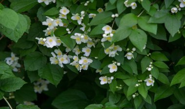 Yasemin, parfüm veya çayda kullanılan kokulu çiçekleri taşıyan Eski Dünya çalısı ya da tırmanma bitkisidir. Bir süs olarak popülerdir. Fluminense Altın Sahili Yasemin