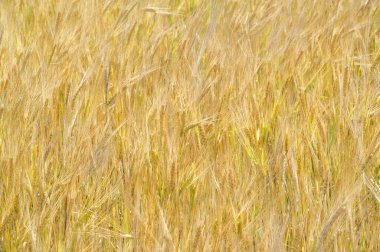 Yaz fotoğrafçılığı. Buğday tarlası, ılıman ülkelerde yetişen en önemli tür olan tahıl bitkisi, tahılı ekmek, makarna, şekerleme için un yapmak için ezilir.