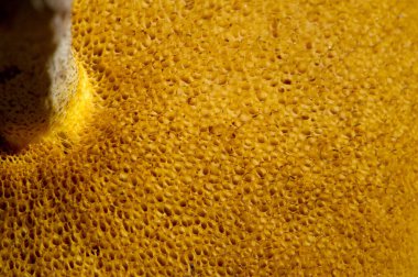 Sonbahar fotoğrafçılığı, Latin Mantar Mantarları veya Mycota, ökaryotik organizmaları birleştirerek hem bitki hem de hayvanların bazı işaretlerini birleştiren bir vahşi yaşam alanıdır..