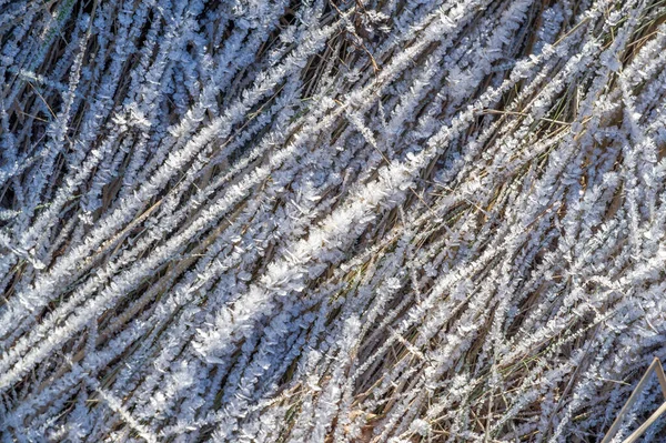 Texture Background Pattern Frost Sprigs Grass Deposit Small White Ice — Stock Photo, Image