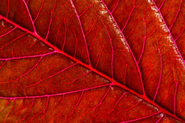 Une Belle Plante Aux Feuilles Rouges Haut Contre Lumière — Photo