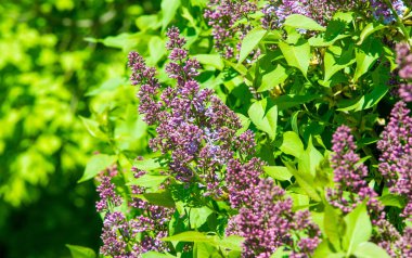 Zeytin familyasına ait ağaçlık alanlarda yetişen ve güneydoğu Avrupa 'dan doğu Asya' ya kadar ovalanan ve daha ılıman bölgelerde yaygın ve yaygın olarak yetiştirilen leylak yapraklı yapraklı şırınga türleri.