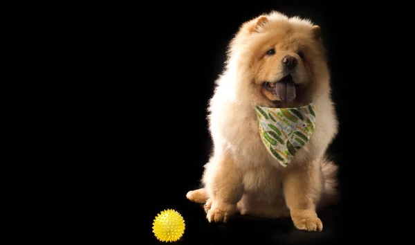 Chow Chow Una Razza Cane Originario Della Cina Settentrionale Dove — Foto Stock