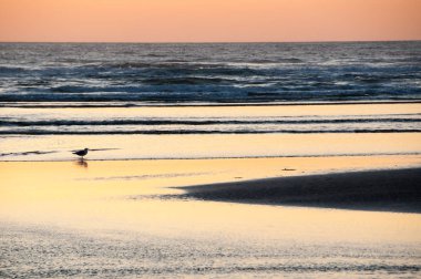 Lone Gull