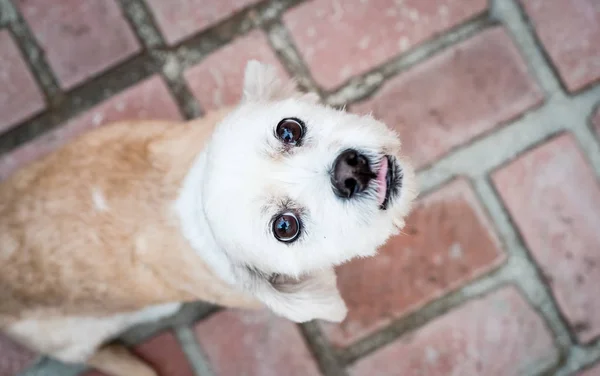 Dog Looking Up