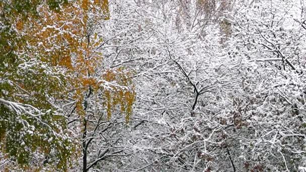 First snow in the forest in Siberia. Tomsk. Russia. — Stock Footage First snow in the forest in Siberia. Tomsk. Russia. Royalty Free Stock Footage