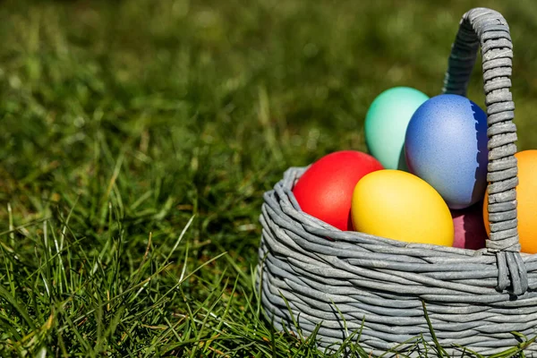 Multi-colored Easter eggs in a basket on the grass, the background is blurred, shallow depth of field, selective focus. Easter holiday concept