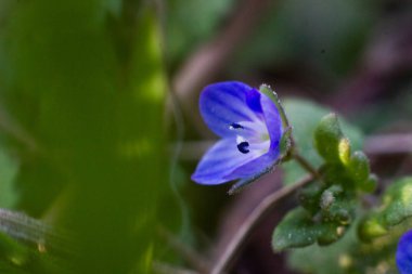 Yaprak ve çiçeğin makro fotoğrafçılığı.