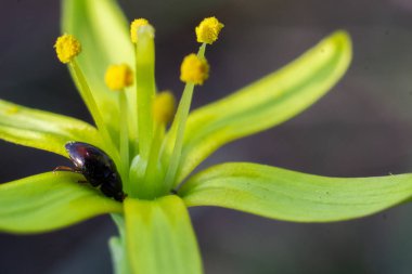 Böceklerin makro görüntüsü. Örümcekler, böcekler ve uğur böcekleri