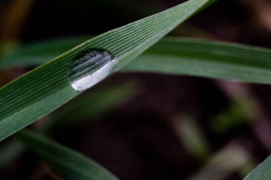 Yaprağın üzerine yağmur damlaları; damlalı yeşil yaprak