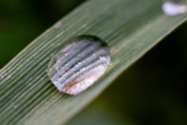 Yaprağın üzerine yağmur damlaları; damlalı yeşil yaprak