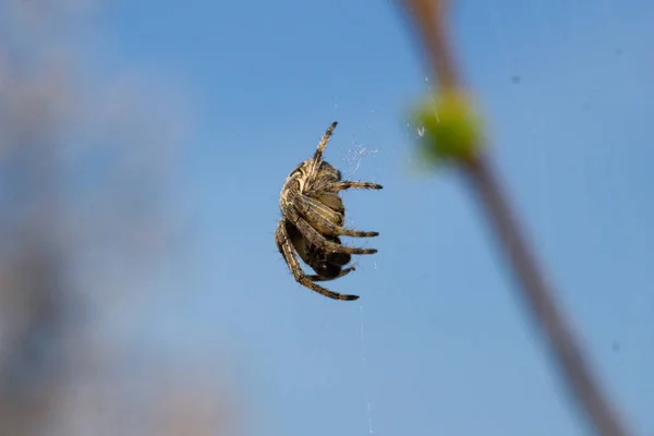 Makroaufnahme Von Insekten Spinnen Käfer Und Marienkäfer — Stockfoto