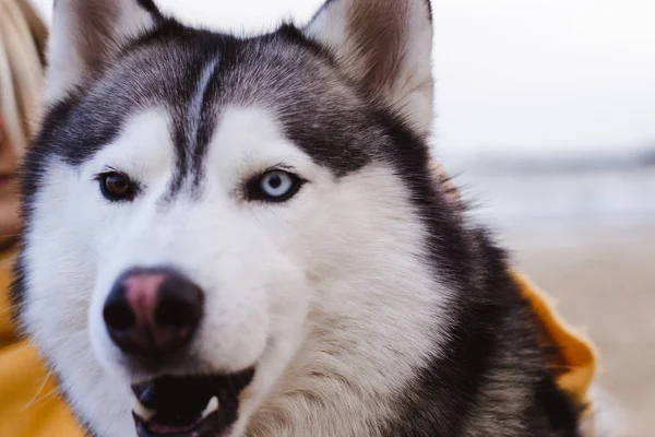 Husky Retrato Aire Libre Pasea Con Perro —  Fotos de Stock