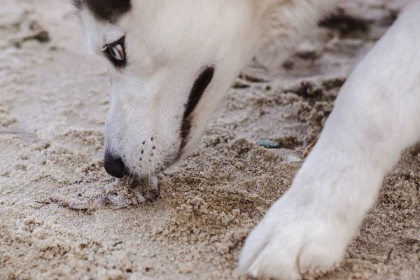 Husky Retrato Aire Libre Pasea Con Perro —  Fotos de Stock