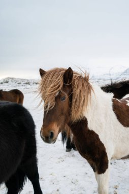 Kışın gün batımında tüylü İzlanda atları