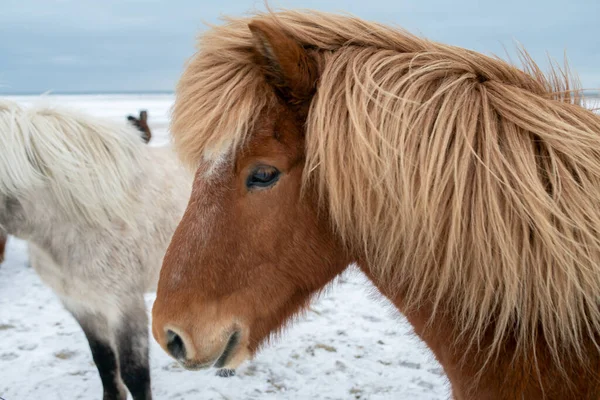 Fluffy Icelandic Horses Sunset Winter — Stock Photo, Image