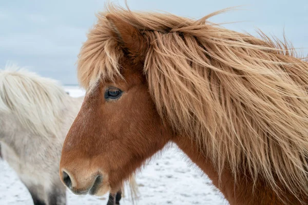 Fluffy Icelandic Horses Sunset Winter — Stock Photo, Image