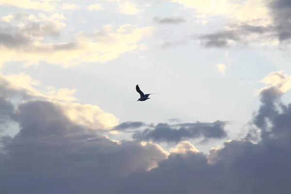 Krásný Bílý Mořský Racek Vznáší Proti Modré Obloze Oblacích Seagull — Stock fotografie