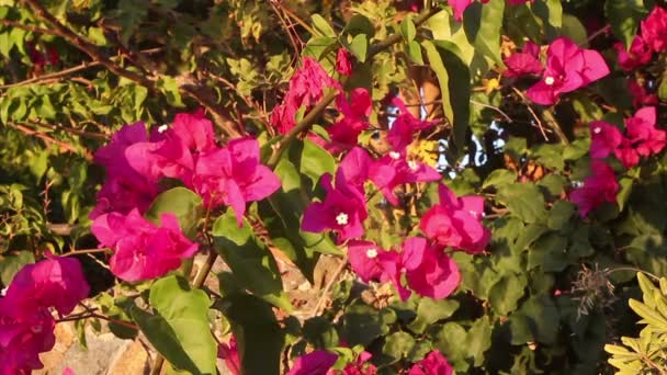 Primavera Flores Rojas Hojas — Vídeos de Stock