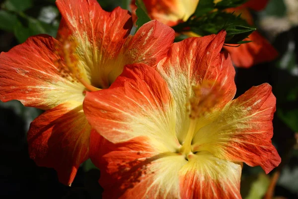 Flores Bonitas Florescendo Jardim Bodrum Turquia — Fotografia de Stock
