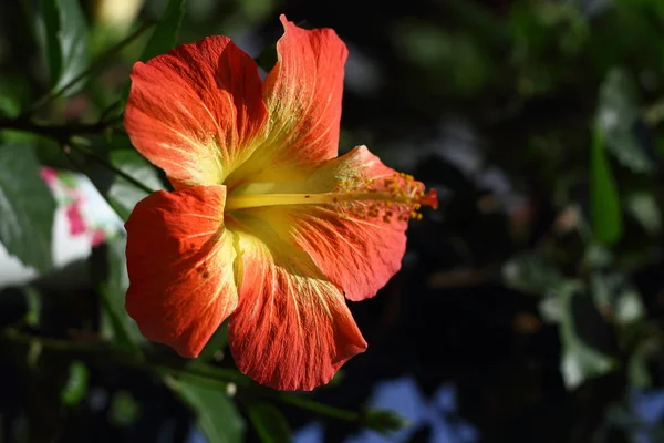 Belles Fleurs Fleurissant Dans Jardin Bodrum Turquie — Photo