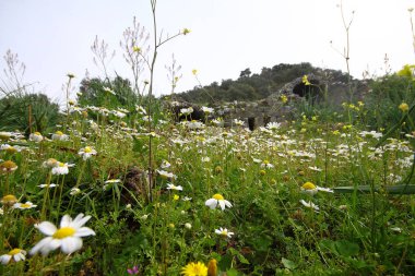 Güneybatı Türkiye'de yer alan bir doğa rezerv Bafa Gölü üzerinden Kalesi'nin yıkık duvarlar