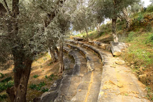 Vecchio Ulivo Antiche Rovine Sul Lago Bafa Parco Nazionale Turchia — Foto Stock