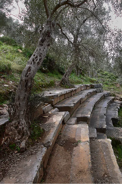 Árbol Antiguo Olivo Ruinas Antiguas Lago Bafa Parque Nacional Turquía —  Fotos de Stock