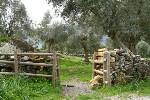 Oude Olijfboom Oude Ruïnes Bafa Meer Nationaal Park Turkije — Stockfoto