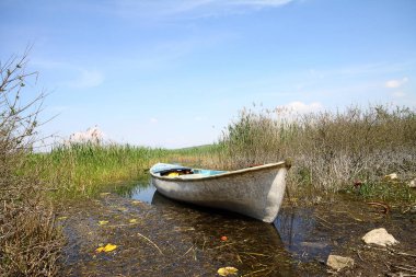 Siluet ağacı ve çimen çiçeği Türkiye 'de rüzgardan esiyor
