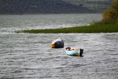 Siluet ağacı ve çimen çiçeği Türkiye 'de rüzgardan esiyor