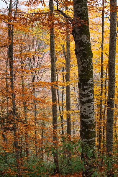 Woud Herfst Met Kleur Veranderende Verlaten — Stockfoto