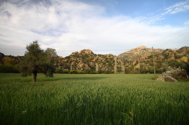 Siluet ağacı ve çimen çiçeği Türkiye 'de rüzgardan esiyor