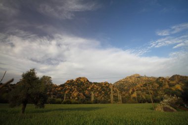 Siluet ağacı ve çimen çiçeği Türkiye 'de rüzgardan esiyor