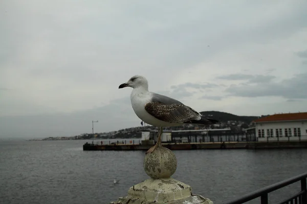 Måsar Flyger Skyn Som Bakgrund — Stockfoto