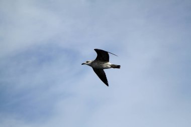 Martılar arka plan olarak gökyüzünde uçuyorlar.