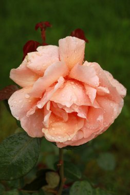 Bahçede Çiçekler açıyor, Bodrum Türkiye