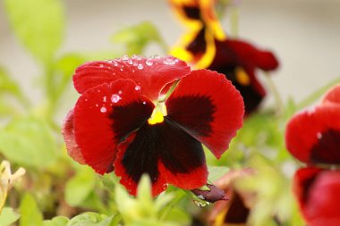 Bahçede Çiçekler açıyor, Bodrum Türkiye