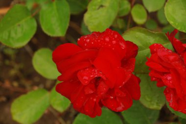 Bahçede Çiçekler açıyor, Bodrum Türkiye
