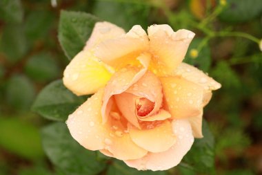 Bahçede Çiçekler açıyor, Bodrum Türkiye