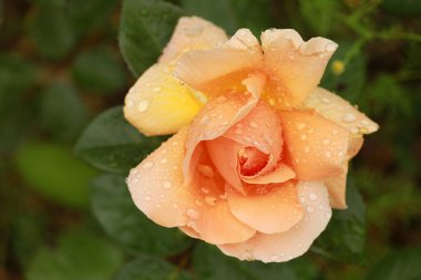 Bahçede Çiçekler açıyor, Bodrum Türkiye