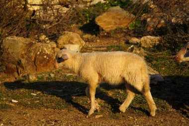 Dağ yamacında bir köy, Bodrum - Türkiye