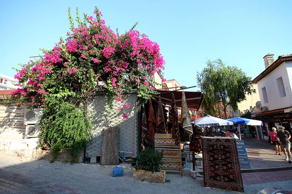 Mooie Bloemen Bloeien Tuin Bodrum Turkije — Stockfoto
