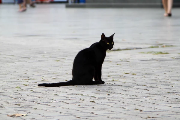 Söt Svart Katt Kattporträtt — Stockfoto