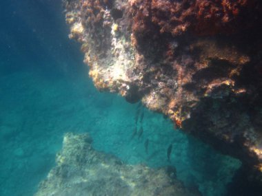 Sualtı Sahnesi Güneş Işığı, Sualtı Hayatı. Deniz Altında
