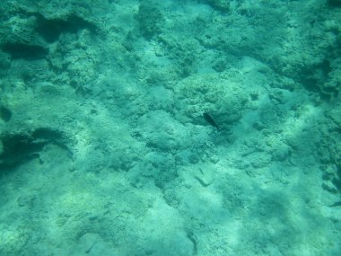 Sualtı Sahnesi Güneş Işığı, Sualtı Hayatı. Deniz Altında