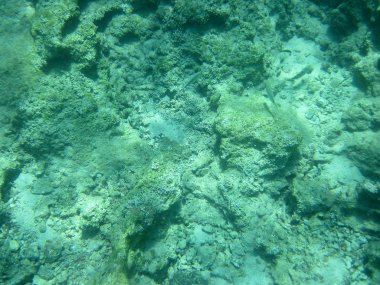 Sualtı Sahnesi Güneş Işığı, Sualtı Hayatı. Deniz Altında