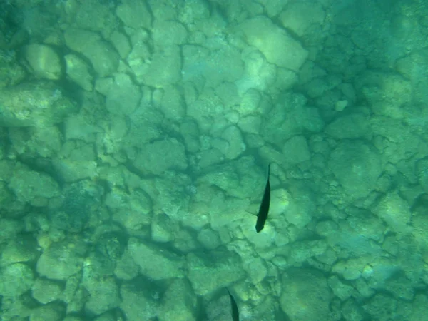 Onderwater Scene Zonlicht Vis Onderwater Leven Zee Onder Water — Stockfoto