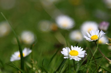 Bahçede Çiçekler açıyor, Bodrum Türkiye